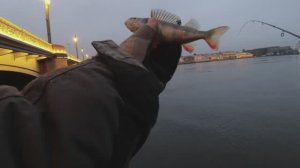 #streetfishing  Осенний микрождиг  Раздача окуней