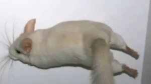 Как выгуливать шиншиллу по квартире?