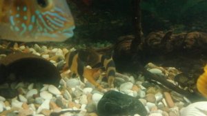 Акара бирюзовая. 🐟