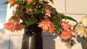 Бегония Беллекония Софт Оранж (Begonia Belleconia Soft Orange)