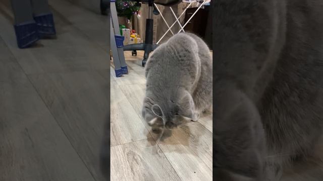 Кот и нитка