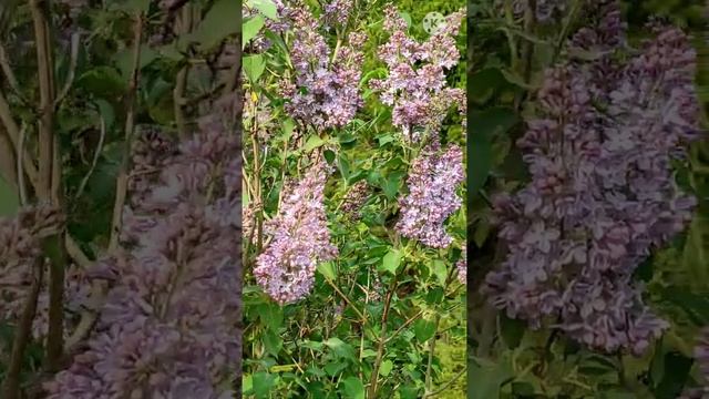 БАБОЧКА ПОХОЖАЯ НА КОЛИБРИ-бражник и махаон