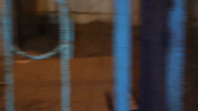 Собачки ждут . смотреть онлайн