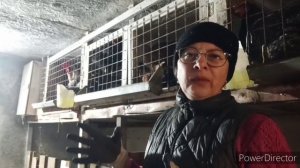 Куры в клетках // пора наливать курам чиктоник.