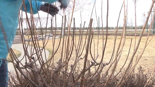 Правила весенней обрезки гортензий - рекомендации от Садового центра Веры Глуховой. смотреть онлайн