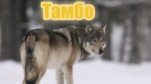 Тамбо