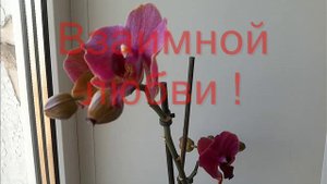 С Новым Годом !