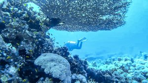 Красное море • Мурена • Кораллы • Подводный мир • Дайвинг • Египет • Хургада