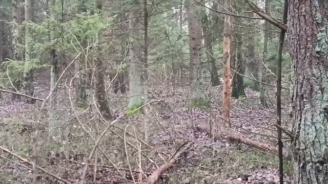 ОХОТА С ГОНЧИМИ НА ЗАЙЦА И ЛИСУ. ОХ И ВЫДАЛСЯ ДЕНЁК.#охотасгончими#гончие#заец#лиса#охотаналису