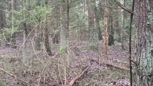 ОХОТА С ГОНЧИМИ НА ЗАЙЦА И ЛИСУ. ОХ И ВЫДАЛСЯ ДЕНЁК.#охотасгончими#гончие#заец#лиса#охотаналису