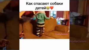 Собаки спасают детей трогательно!😢😿