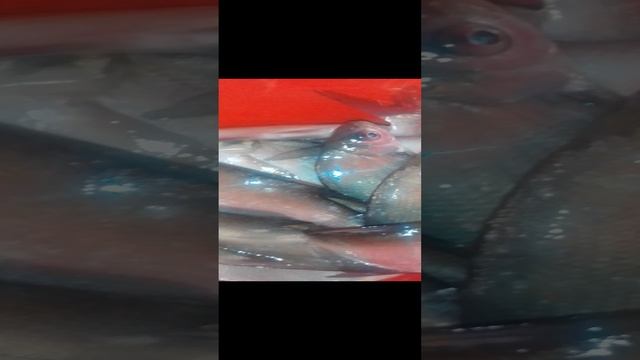 900 грамм рыбы за 4 часа ловли