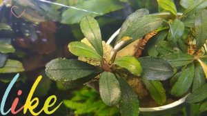 Буцефаландры в моем аквариуме Aquarium Bucephalandra Arrow Head, Brownie phantom