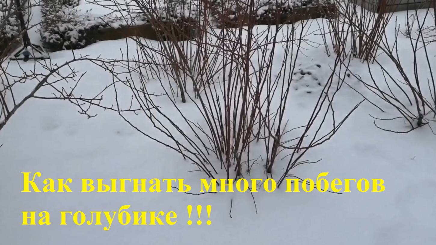 Как выгнать много побегов на голубике!!! смотреть онлайн