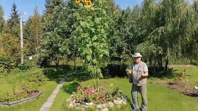 Плазменная электрогрядка Почеевского