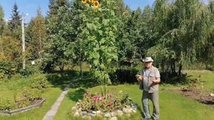 Плазменная электрогрядка Почеевского