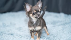 Мальчик чихуахуа Томас