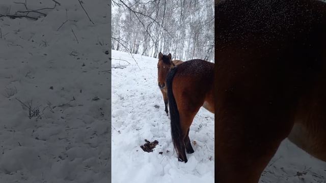 Бейәләр ышыҡта торалар. Айғыр күренмәй. Кобылы стоят в тихом месте. Жеребца не видно.