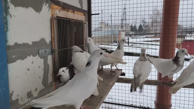 pigeon Тренировка молодых бакинскихармянских бойных голубей 07 января 2025 г.