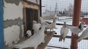 #pigeon Тренировка молодых бакинских/армянских бойных голубей 07 января 2025 г.