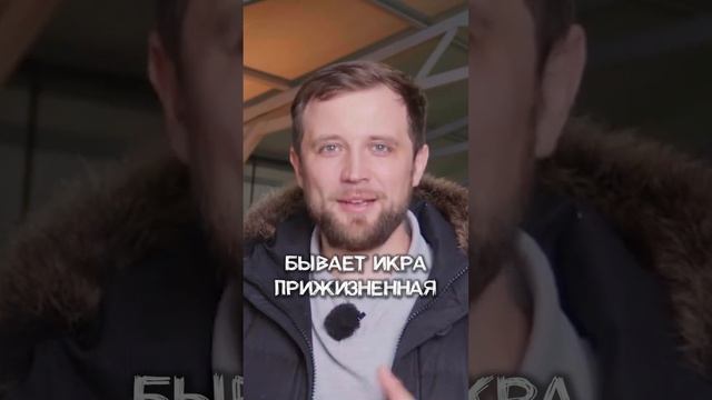 ЧЕРНОЕ ЗОЛОТО. Как организовать Икорный Бизнес?