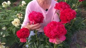 Command performance peony. Команд перфоманс пион. Пулков сад (2021)