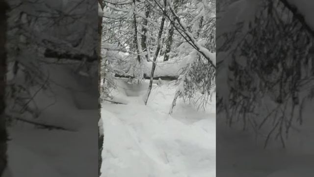 Пропала собака.