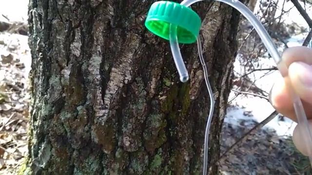 Сбор берёзового сока. Берёзовый сок. смотреть онлайн