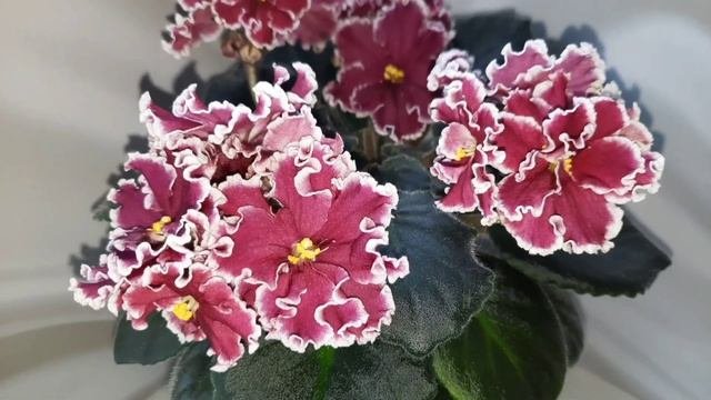 Лёгкие в уходе и выращивании сорта фиалок! Подходят даже для начинающих!
