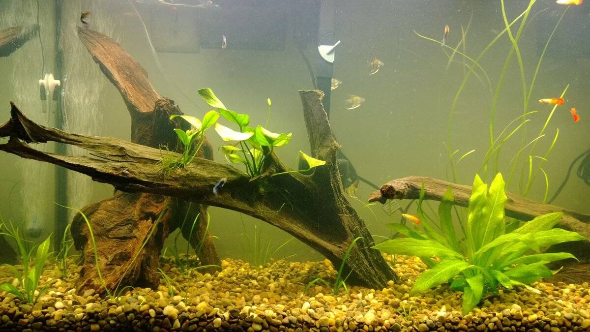 Аквариум для начинающих Аквариумная коряга своими руками Aquarium drift смотреть онлайн
