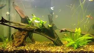 Аквариум для начинающих Аквариумная коряга своими руками Aquarium drift