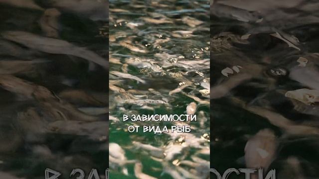 Как Спроектировать Мальковую Ферму?