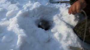 Как мы храним живцов! #рыбалка