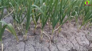 Кук пиёз экиш ва етиштириш ва момай даромад килиш (Ko'k piyoz yetishtirish va uni sotish