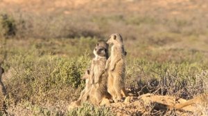 Meerkats: Amazing Facts About This Incredible Animals