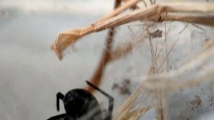 Стеатода защищает кокон (Steatoda paykulliana)