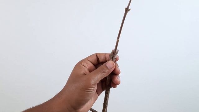 Java Plum/Black Plum/jam plant v Grafting technique