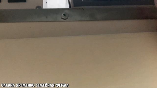 УЧУ младших ДОЧЕК инкубировать / РОСС 308 / Лучшее Инкубационное яйцо!