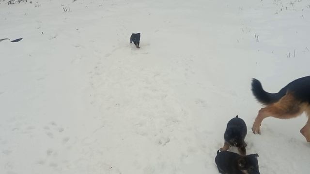 Щенки