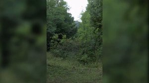 Бабочка ШОКОЛАДНИЦА