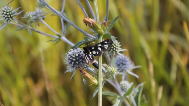 Мой край любимый  Квитка Арина смотреть онлайн