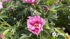 Sonoma Ametist peony. Сонома Аметист пион. Пулков сад