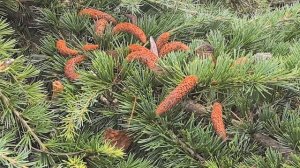 Кедр ливанский. Видео Л.П. Юрчишко