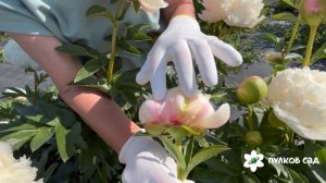 Colonel Owen Cousins peony. Колонель Оуен Казенс пион. Пулков сад