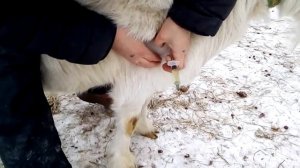 Как поставить укол козе