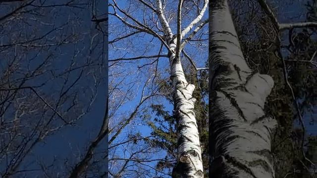 Березовий сік. Пізнавальне відео для дітей 🌱