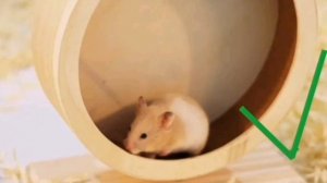 Как обустроить клетку для хомяка?