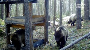 Сокровища тайги: заповедные уголки России