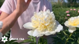 Bridal shower. Брайдл Шауэр Пион. Пулков сад