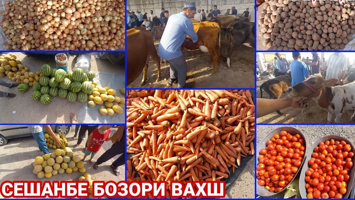 Молбозори Вахш нархои Гови Ширдор Бука Гуночин Гусала САБЗИ ПИЁЗ КАРТОШКА ТАРБУЗ ПАДИДОР БАЛГАР